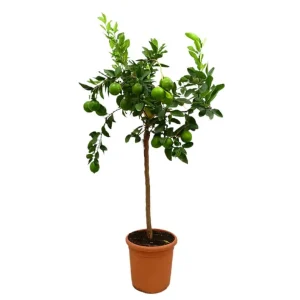 Lima De Tahití Copa M26 90-110cm Acero Inoxidable 304