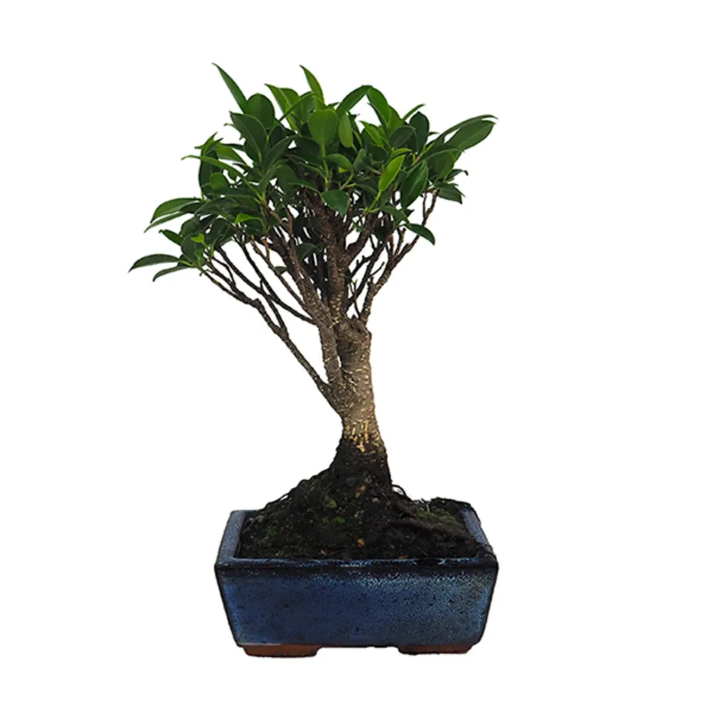 Bonsai Higuera de la India (Ficus retusa) para Muebles de Cocina
