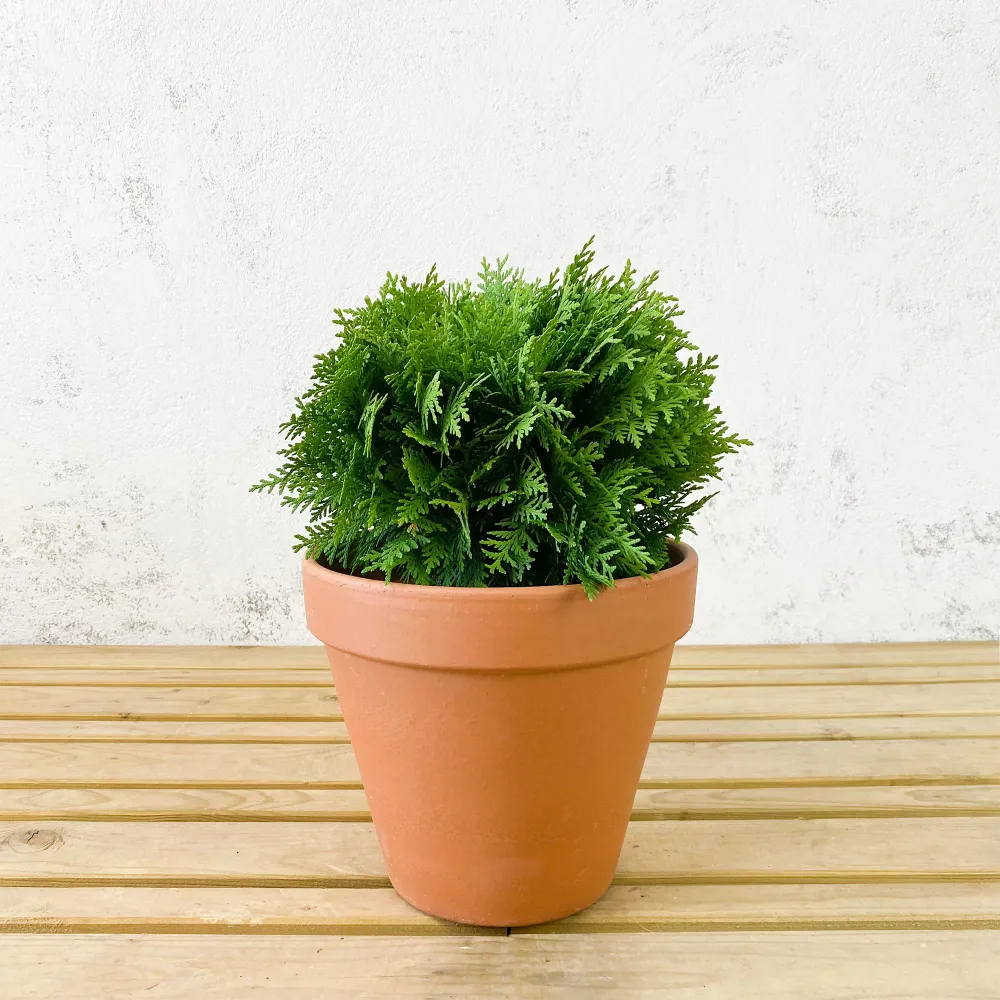 Tuya Occidental - Thuja occidentalis 'Danica' para Muebles de Cocina