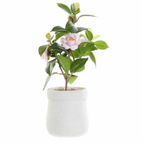 Grado Profesional Planta pvc eva 23x18x38 rosal rosa palo