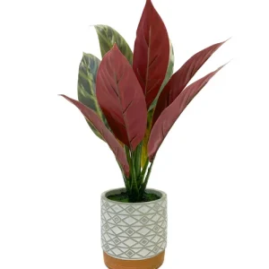 Miniplanta maranta 39 cm DECORACIÓN