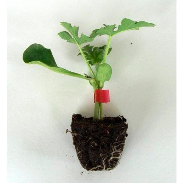 Plante Sandia Injertada para Ensamblajes Desmontables