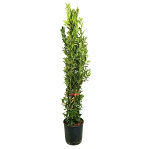 Laurus Nobilis M30 70-80cm (laurel)