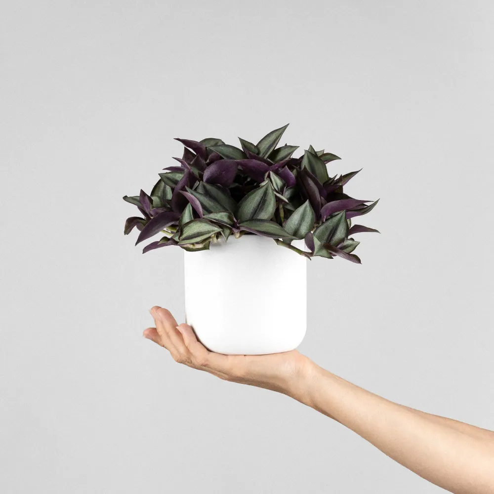 Tradescantia zebrina 'Purpusii'