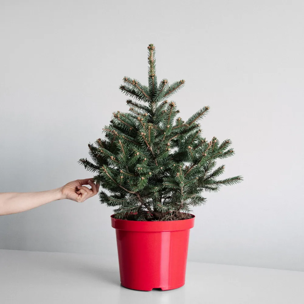 Árbol de Navidad Natural Azul Diamond