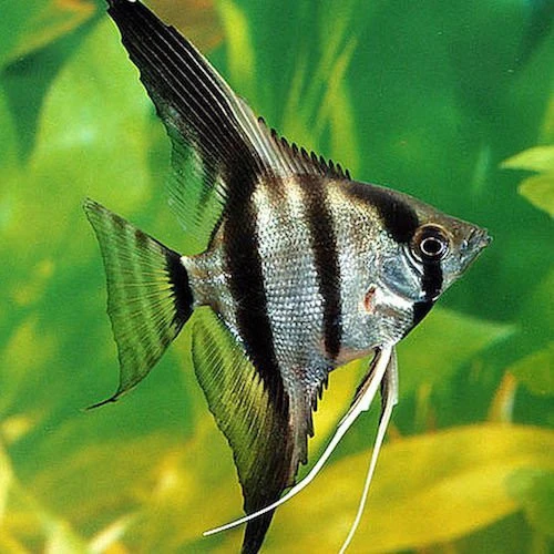 Angel Surtido md - Pterophyllum scalare con 100 Unidades