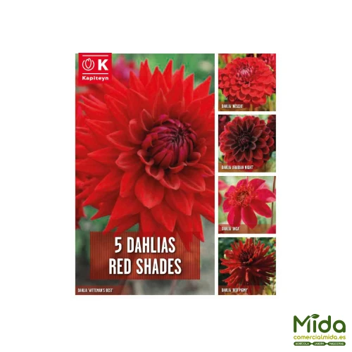 Kapiteyn Bulbos de DAHLIA TONOS ROJOS en Paquete de 20 Unidades